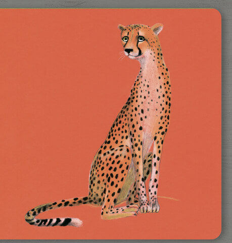 Collect the rainbow. Animals of Africa