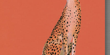 Collect the rainbow. Animals of Africa